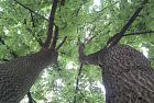 Alberi antismog: i più efficaci