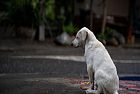 Abbandono degli animali, una fenomeno da contrastare