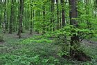 SinFor, cos’è e a che serve il nuovo Sistema informativo forestale