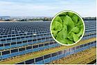Agrivoltaico