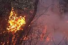 Il dramma degli incendi boschivi