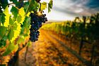 La vinoterapia conquista l’Italia: gli scarti delle uve diventano cosmetici