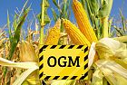 C’è un problema con il mais OGM negli USA