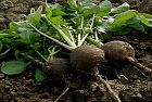 Le speciali proprietà del Ravanello nero Bio