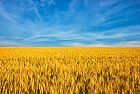 Varenyky, dall'Ucraina un piatto unico Bio