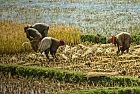 Un salto nel 2040, come sarà l'agricoltore del futuro?