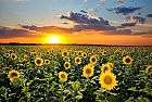 L'Halvà, i semi e l'olio di Girasole bio