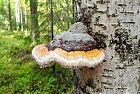 Il fungo della Betulla, il Chaga bio, elisir di lunga vita