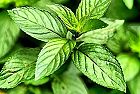 Menta bio molti motivi per i quali piace