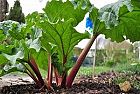 Il Rabarbaro bio, proprietà naturali antiche