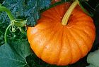 La Zucca bio, dai Celti ai giorni nostri