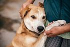 A Biella nasce Hello Pet: pazienti e animali si incontrano in ospedale