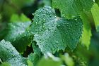I benefici ambientali delle pratiche agronomiche del progetto Drive