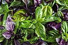 Il Basilico verde bio Dop, proprietà e benefici.
