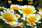 Il Chrysanthemum bio, in cucina ed in medicina