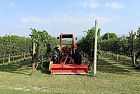 Diserbo del vigneto, Ecoschemi e nuova Pac. Otto cose da sapere