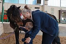 Il cavallo e la cura