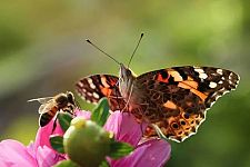 Insetti impollinatori: perché sono fondamentali per l’ambiente