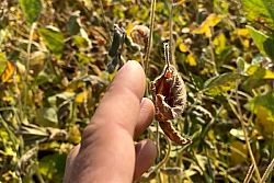 Gestire la soia per migliorare le rese del frumento