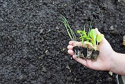 Agroecologia, una valida risposta alla crisi climatica