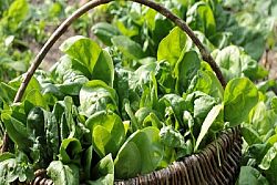 Spinaci: proprietà, benefici, valori nutrizionali e le migliori ricette