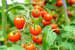 Le piante di pomodoro biologico sono più “intelligenti” di quelle ibride...