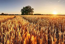 Cereali, le stime Usda sui mercati
