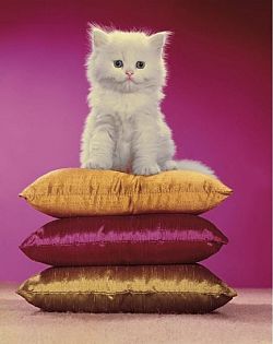 Chromotherapia: la fotografia a colori che rende felici