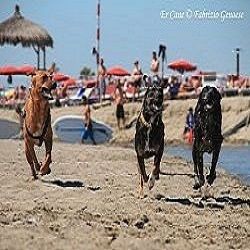 Week end di Ferragosto al Baubeach®  14-15 agosto 2021