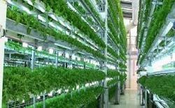 Vertical farm: l'alta tecnologia è al servizio dell'agricoltura e sostituisce la chimica