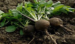Le speciali proprietà del Ravanello nero Bio