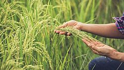 Bonus agricoltura, con la proroga PAC scadenza più lunga
