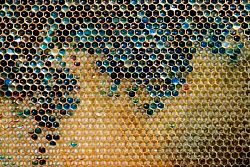 Queste api hanno iniziato a produrre miele di tutti i colori: il motivo è incredibile