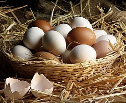 Le uova sono uno degli alimenti bio più nutrienti del pianeta