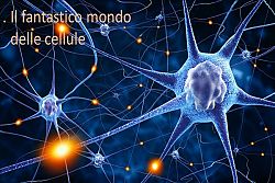 Il fantastico mondo delle cellule