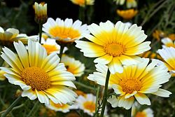 Il Chrysanthemum bio, in cucina ed in medicina