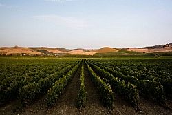 Menfi città del vino 2023: le spiagge, le cantine e i gioielli d’arte da non perdere