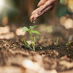 Aridocoltura, come funziona la tecnica agricola che richiede poca acqua