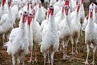 Influenza aviaria, ecatombe avicola