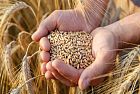 Accordo sul grano: per l’Onu speranza di pace
