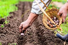 Cosa piantare nell’orto in Autunno? Tra semina e raccolta