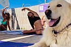BAUBEACH: la prima spiaggia per cani liberi e felici
