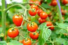 Le piante di pomodoro biologico sono più “intelligenti” di quelle ibride...