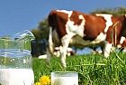 Come viene prodotto il latte biologico