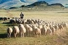 ShepherdSchool, apre la prima scuola per pastori nelle foreste del Casentino