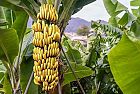 La Banana bio, “Musa sapientum”