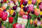 Il tulipano (Lale) simbolo dei Sultani