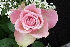 Amore per la rosa (Gül), fiore onnipresente